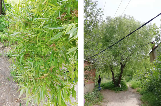 電氣事故引發(fā)加州山火，據(jù)說這個(gè)裝置可以避免事故發(fā)生！