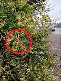 1電氣事故引發(fā)加州山火，據(jù)說這個(gè)裝置可以避免事故發(fā)生！